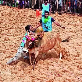 Jallikattu event held in Thammampatty, Salem – Latest News | Coimbatore News – Times of India