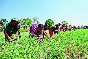 3.4L ha of rice fallow land used to grow 8 crops | Bhubaneswar News – Times of India