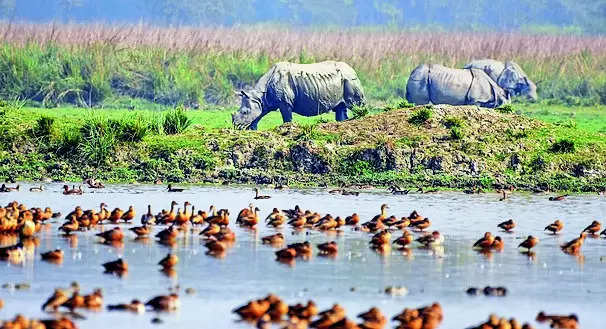 How long will it take to mark Pobitora’s boundary: SC to govt | Guwahati News – Times of India