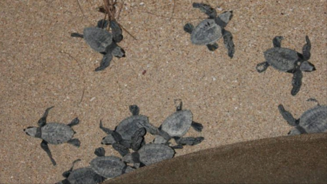 Goa’s turtle arrivals hit 200-mark, record in 3 decades of conservation | Goa News – Times of India