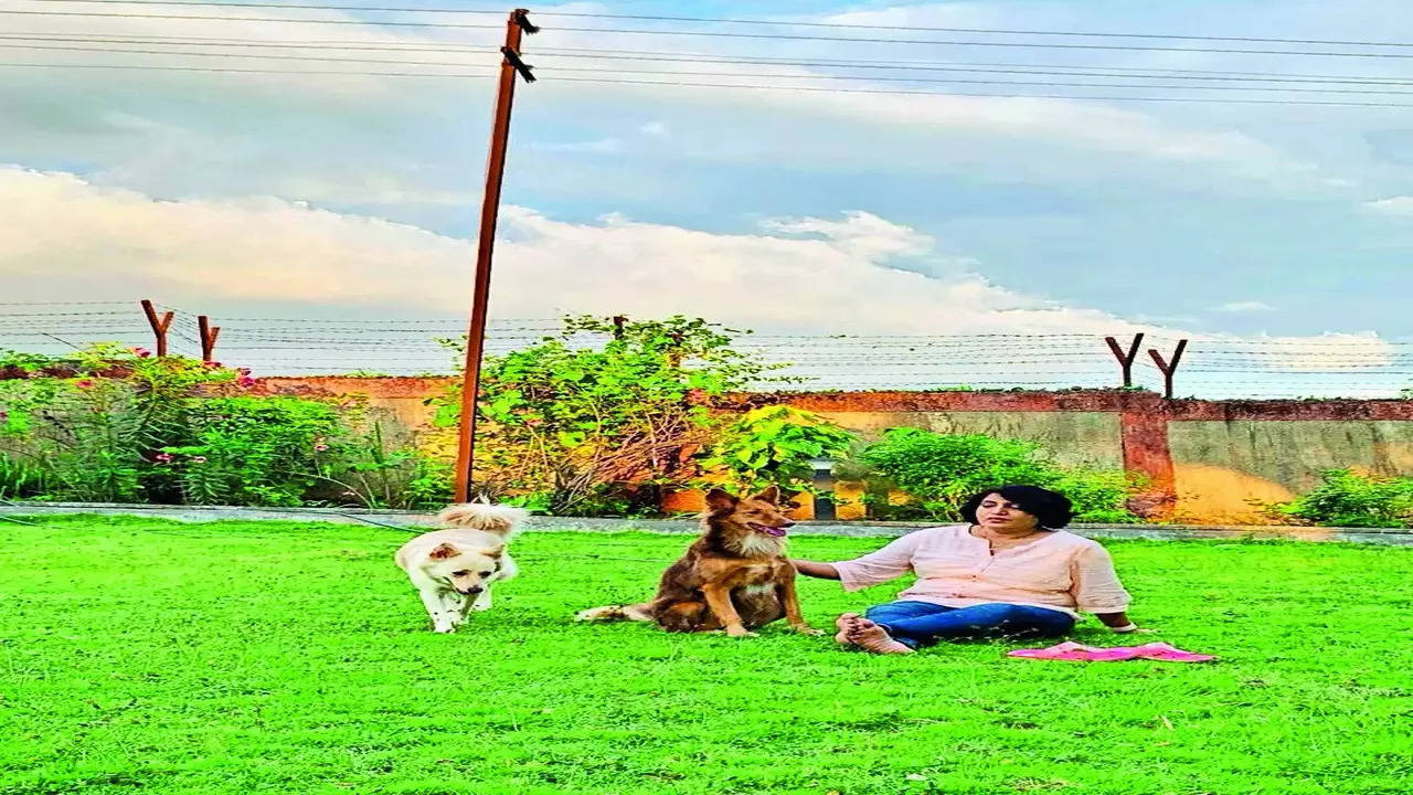 Pet parents scout for bigger homes for dogs | – Times of India