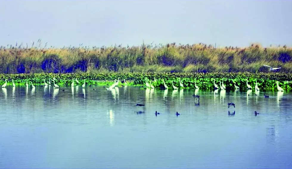 Importance of Wetlands and Migratory Birds – SOCH Awareness Programme | – Times of India