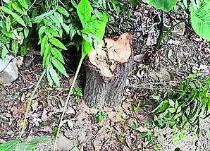 Oldest Sandalwood Tree Missing at LU Biochem Dept | Lucknow News – Times of India