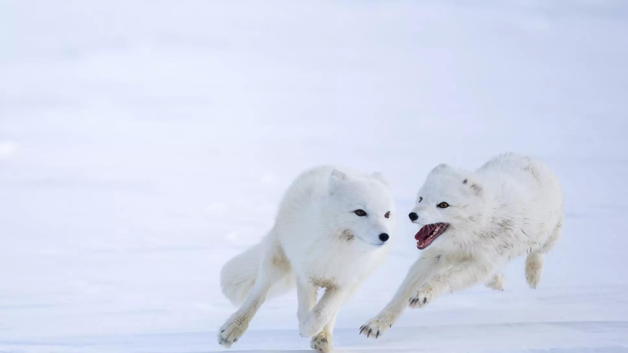 Norway gives Arctic foxes a helping hand amid climate woes