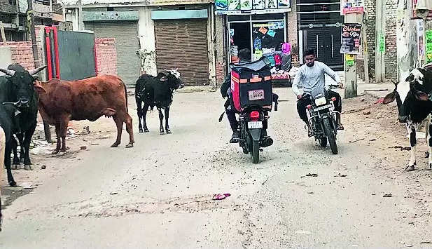 Residents decry authorities’ failure to check cattle menace