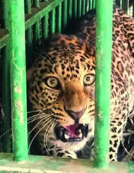 Tamil Nadu records 23% increase in leopard population in four years