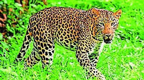 After tiger census, state to conduct leopard count in May