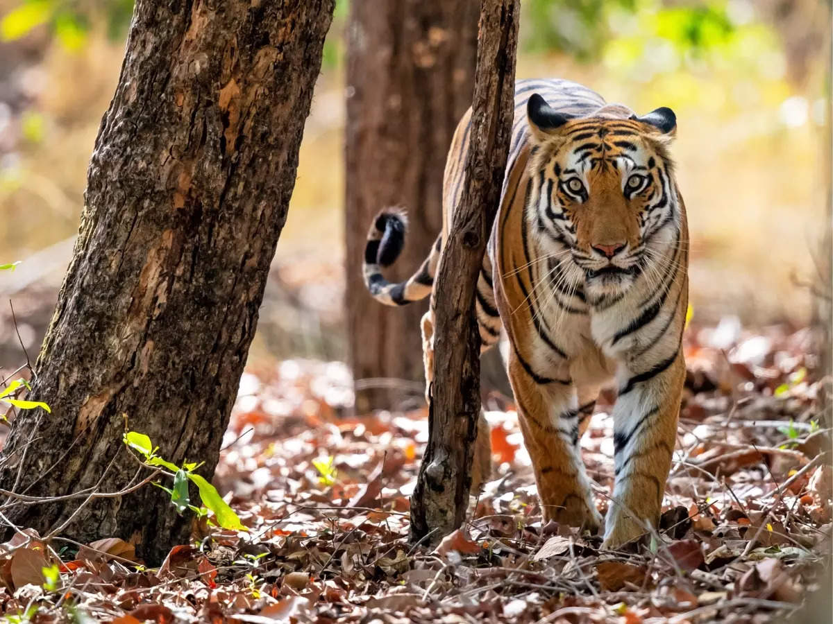 World Wildlife Day: Discovering India's incredible fauna