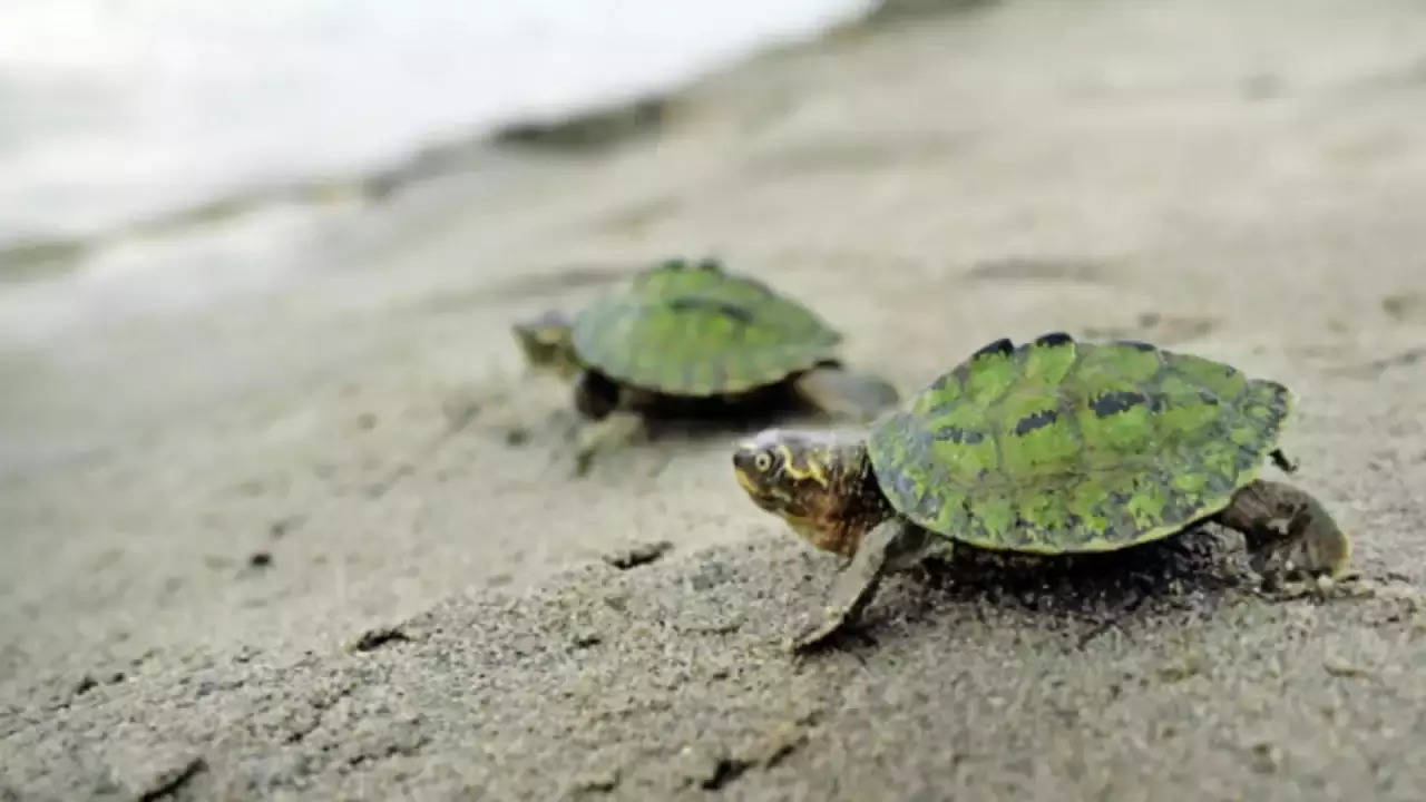 DRI rescues 351 baby Indian tent turtles being smuggled in Odisha