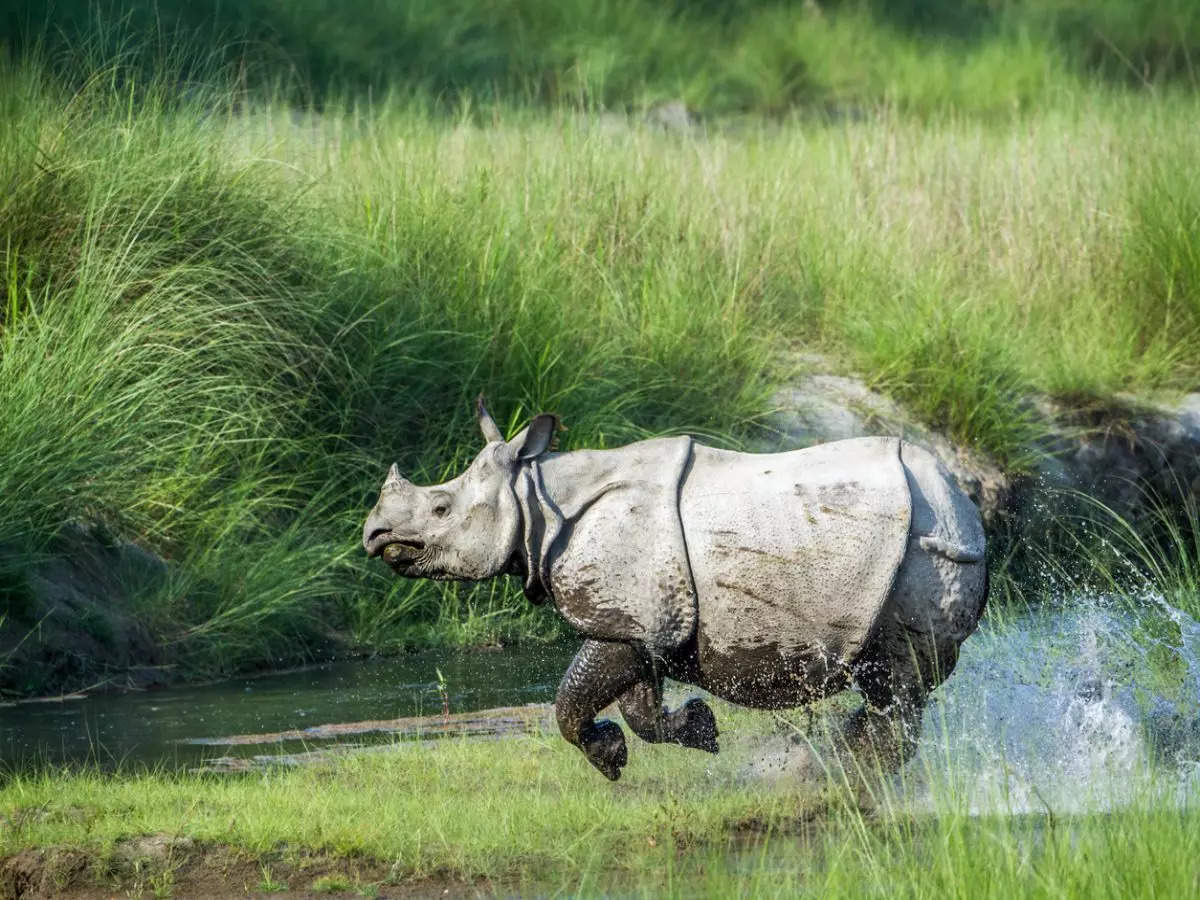 PM Modi to visit Kaziranga National Park in Assam; elephant rides and safari closed from March 7 to 9