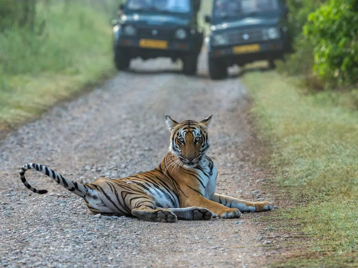 Jim Corbett National Park to Bandhavgarh National Park – India’s premier tiger territories