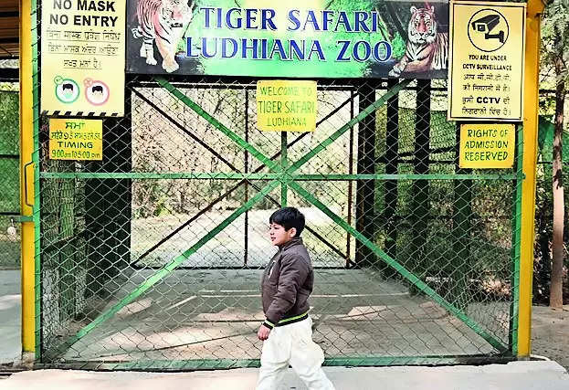 New tiger on the block: ‘Aman’ to meet residents at Ludh zoo today