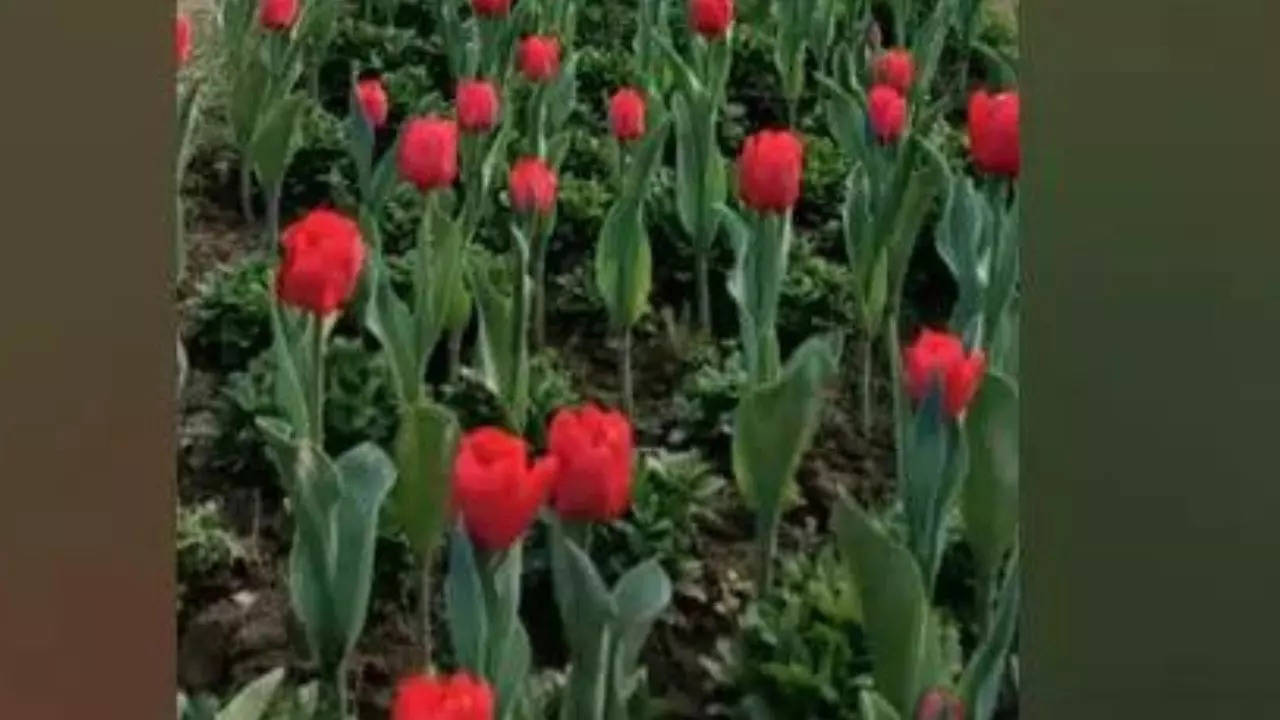 A tulip in Netherlands named after Indian-American diplomat Shefali Razdan Duggal