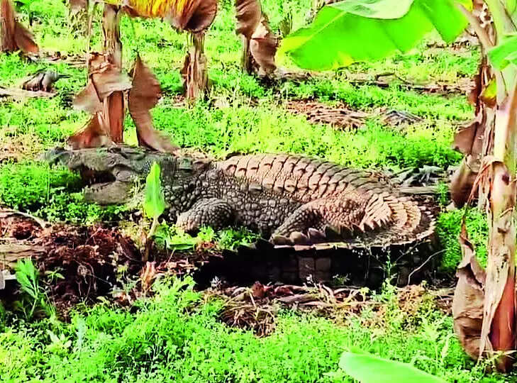 Mettur Dam, Coimbatore Map, Property Rates, Projects, Photos, Reviews