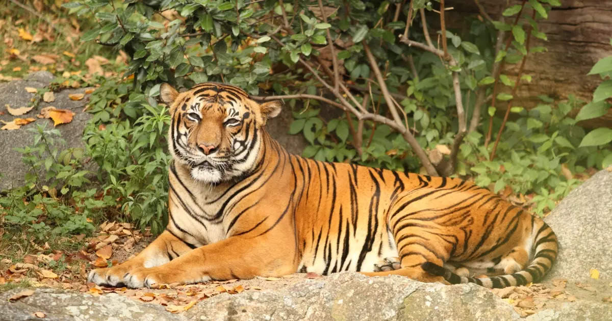 10 unique Indian animals and places they can be spotted | Times of India