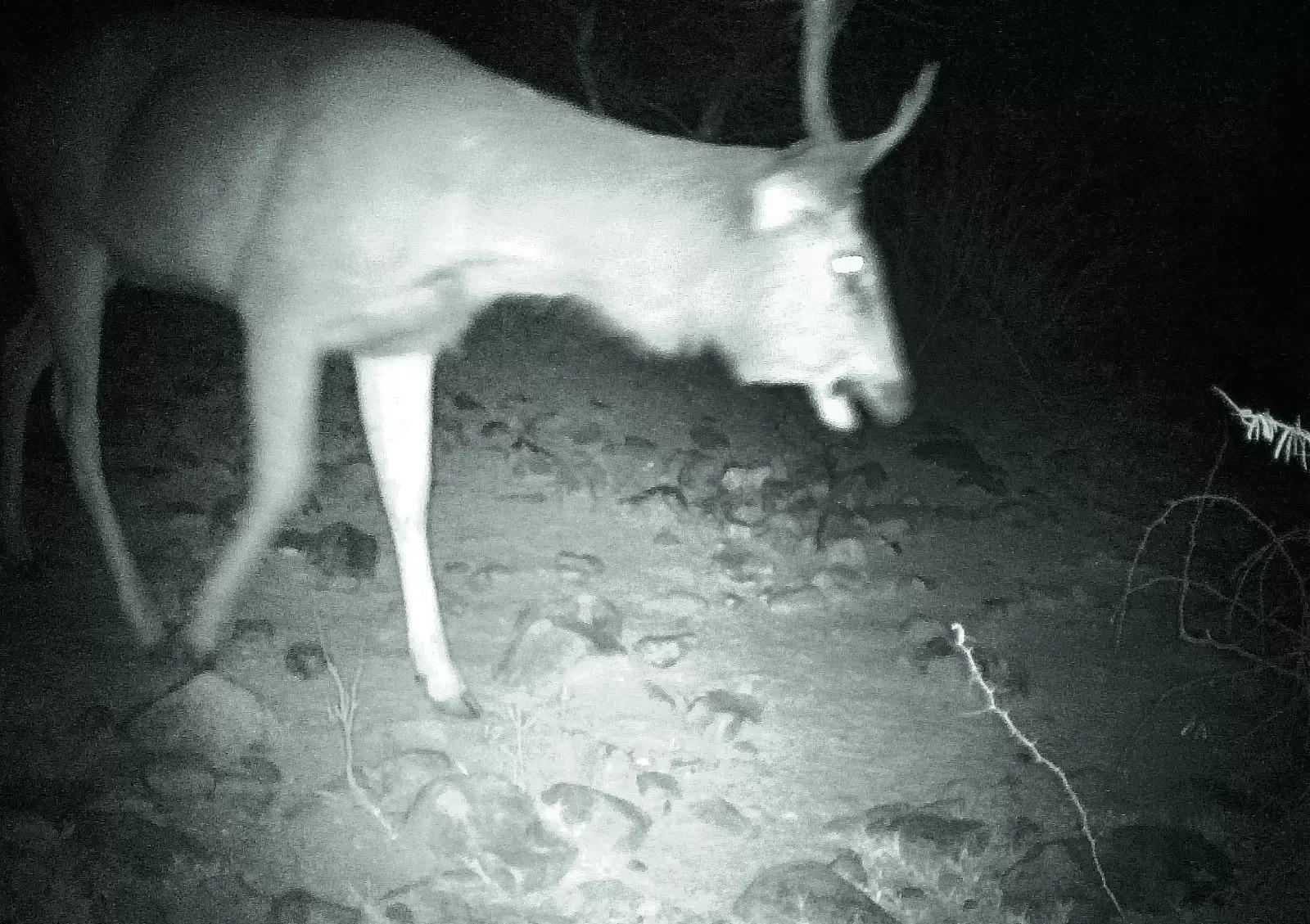 A first for Damdama: Sambar deer caught on cam; its count increasing, say experts