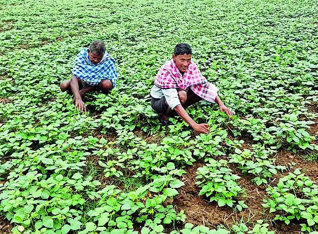 Untimely rain affects crops in 4 dists