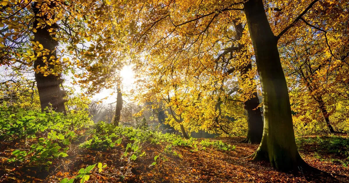 International Day of Forests: Indian forests that are breathtakingly ...