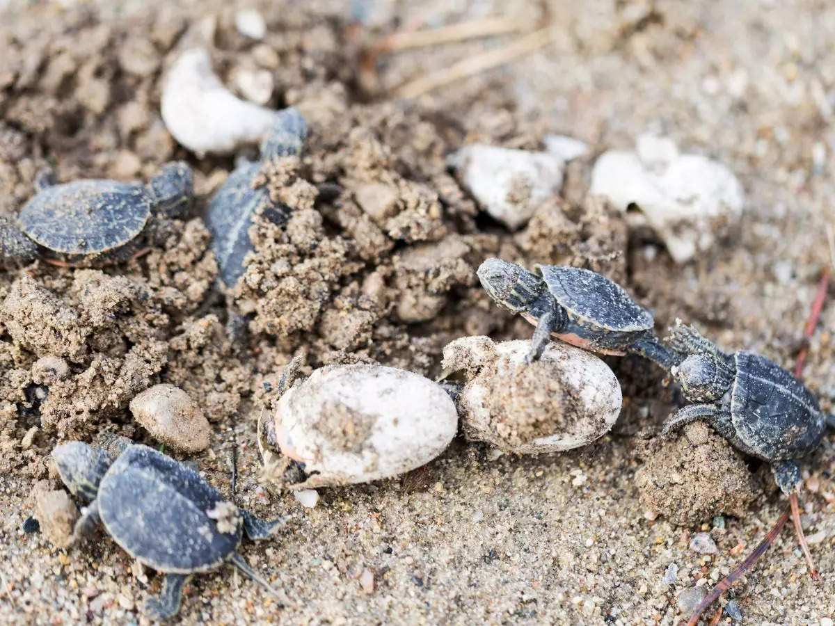 5 beaches in India famous for turtle hatching