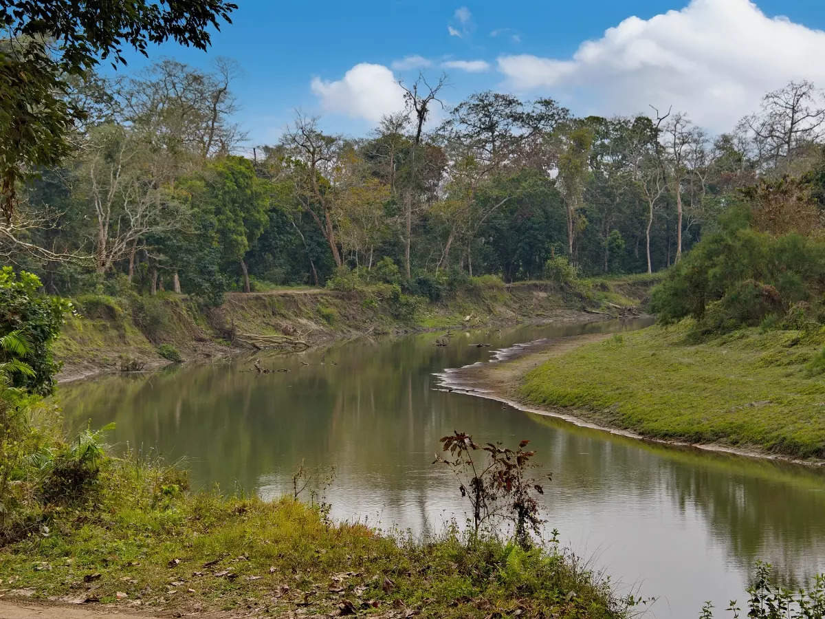 Assam: Two new species identified in Kaziranga National Park; what are they?