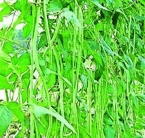 Belthangady ryot successfully grows yardlong beans on 25 cents of land