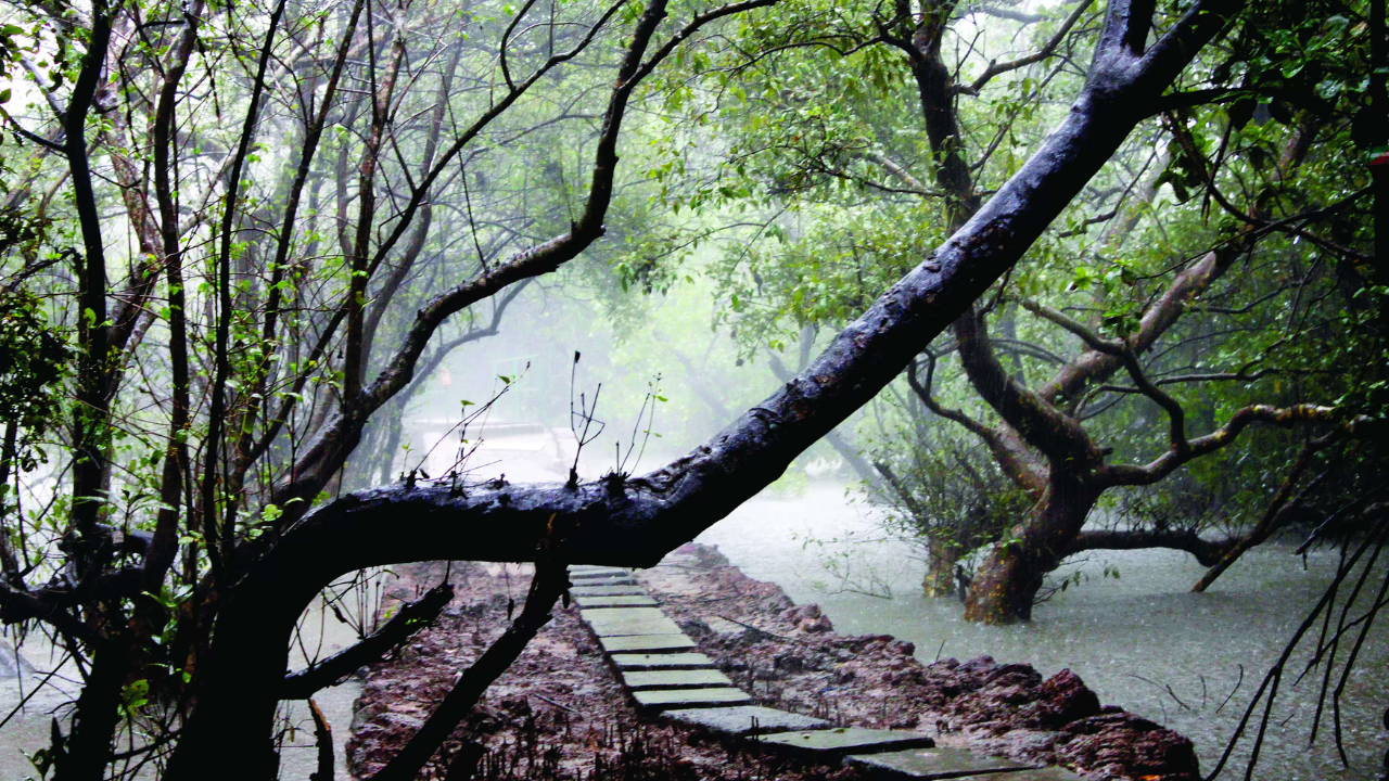 Chorao bird sanctuary set to be first to offer VR