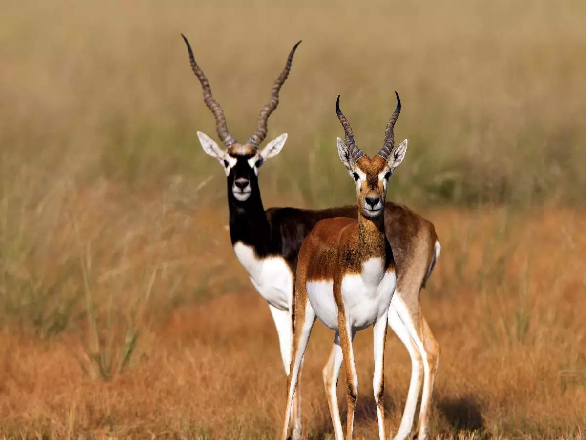 10 most endangered  species in india to see before they're gone!