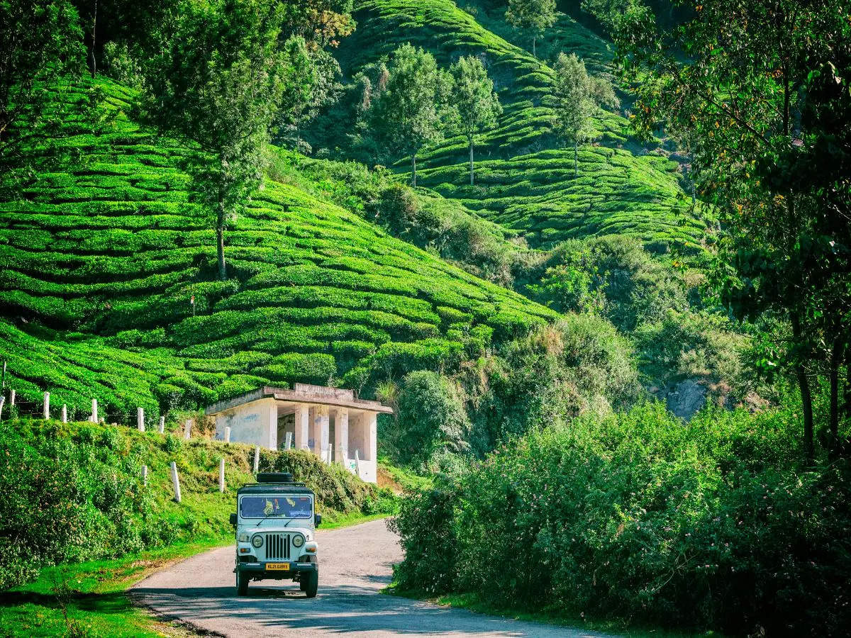 Prime Indian destinations to explore the beauty of tea gardens