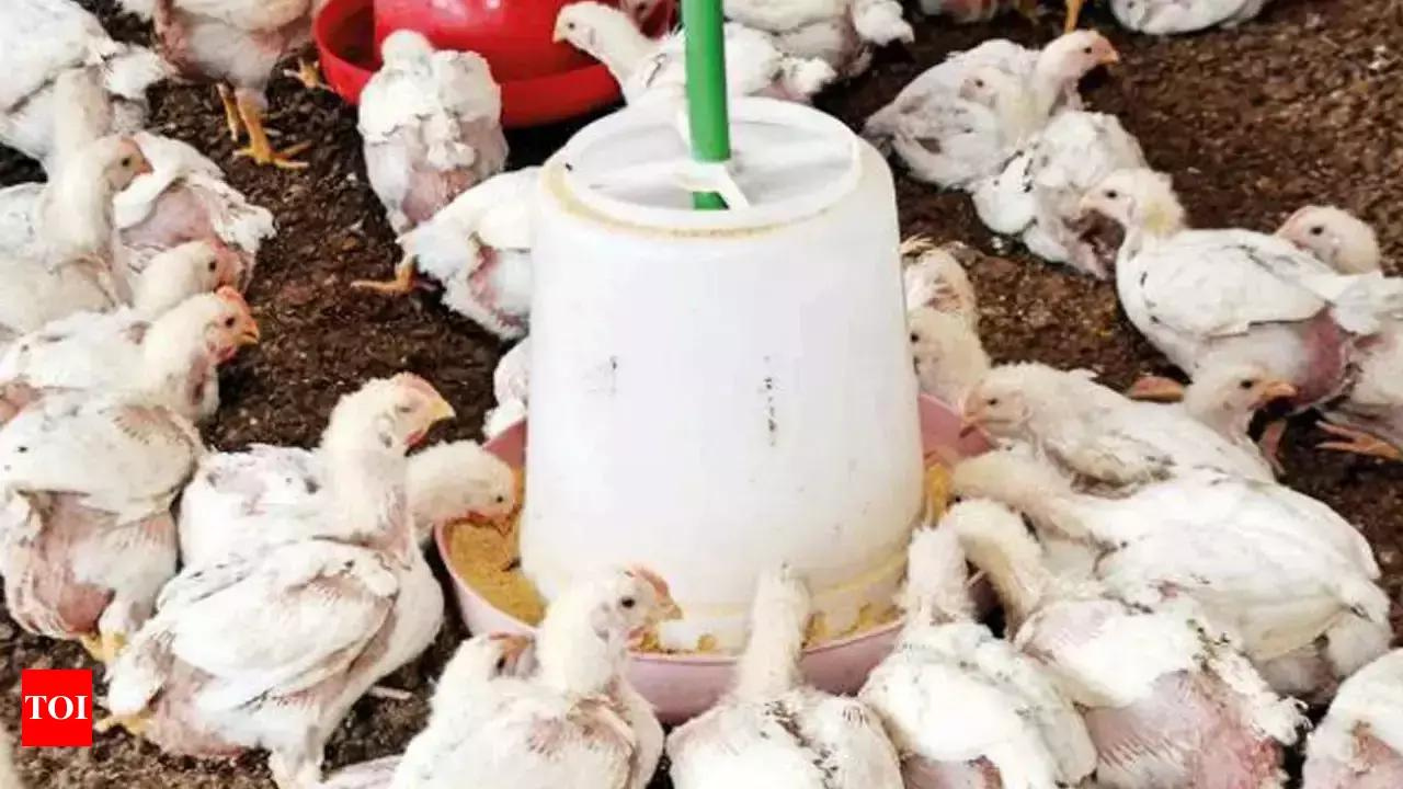 Hampankatta, Mangalore Map, Property Rates, Projects, Photos, Reviews