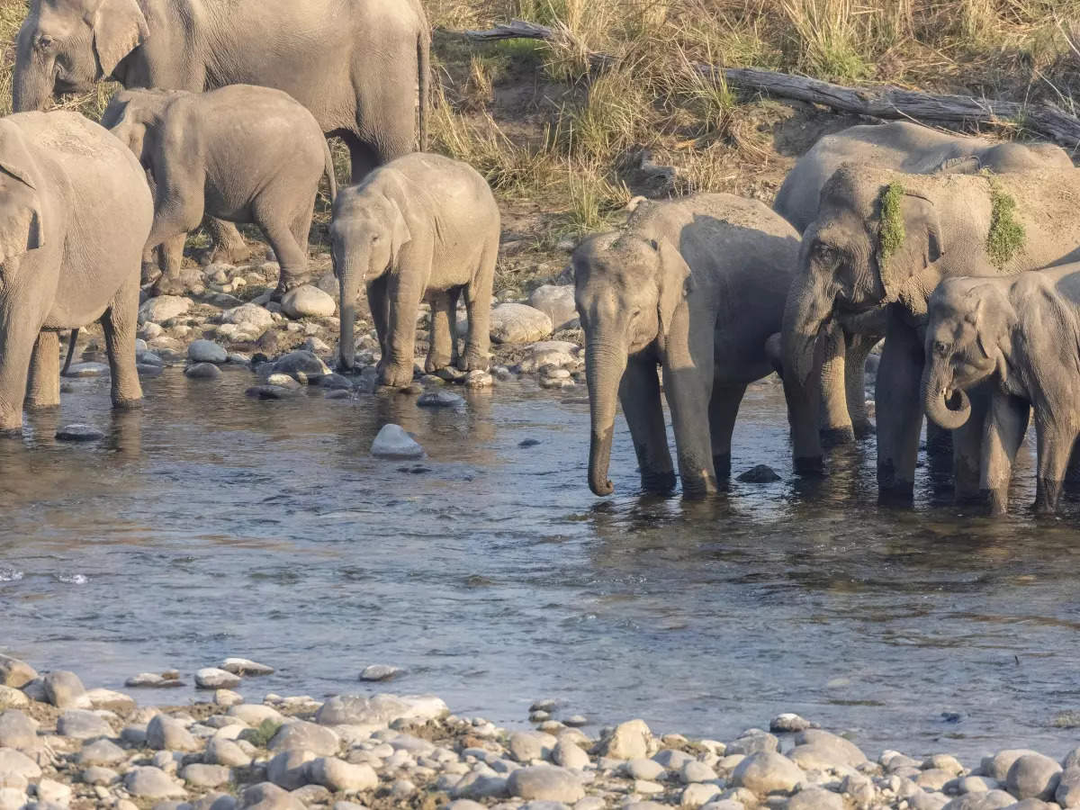 Uttarakhand: What makes Rajaji National Park a unique weekend getaway from Delhi