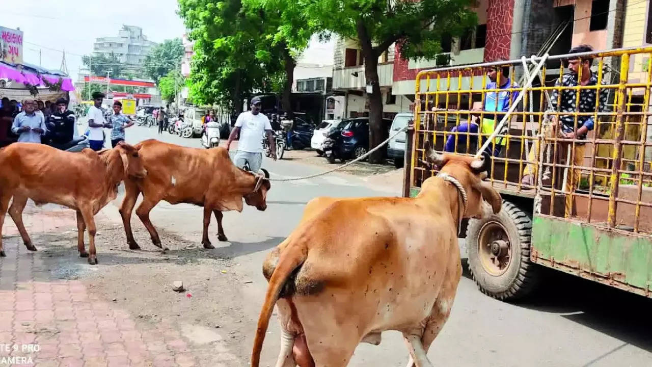Kin of man killed by stray cow to get Rs 14 lakh in Rajkot