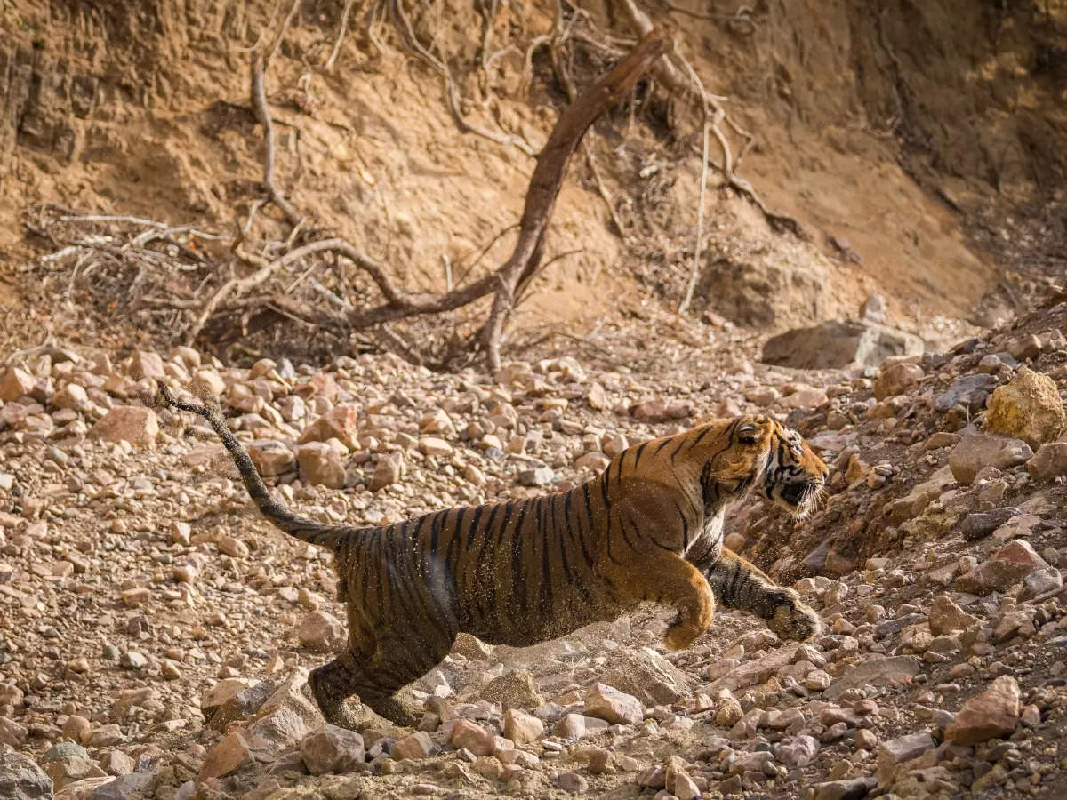 Guide to safari in Ranthambore – Gates with maximum tiger sighting