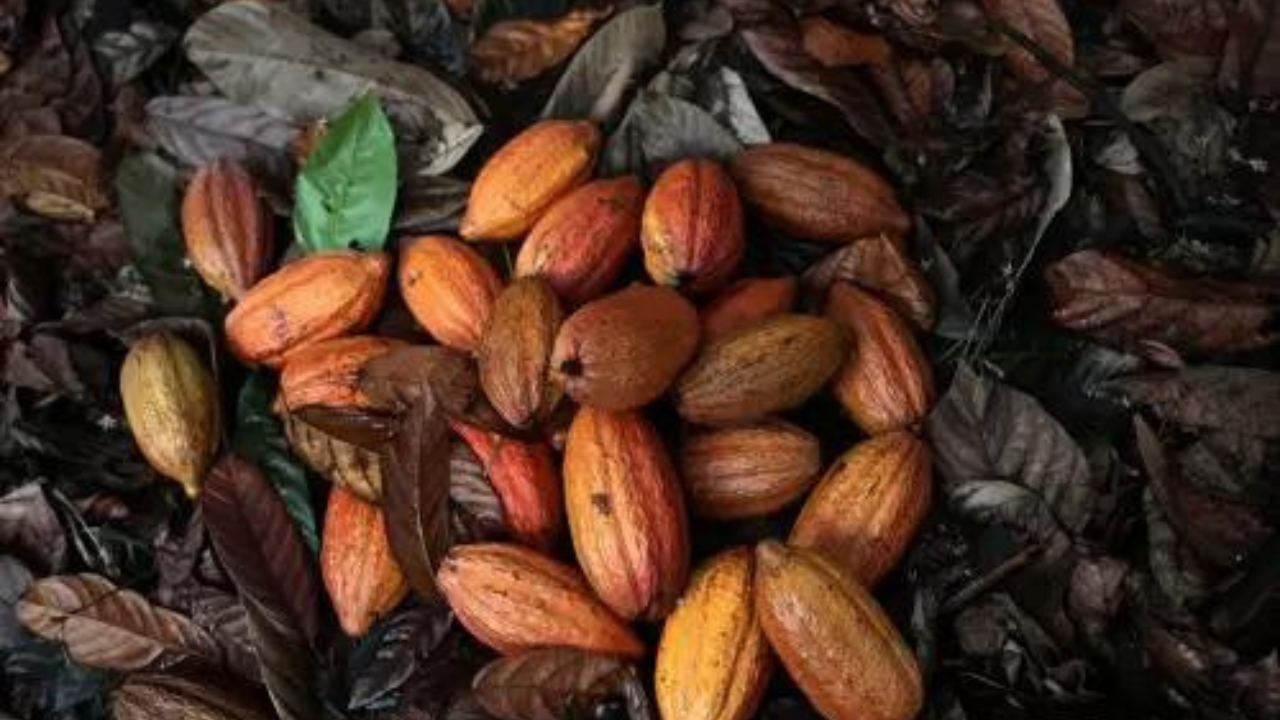 Amul chocolates may get costlier as rising cocoa prices bite