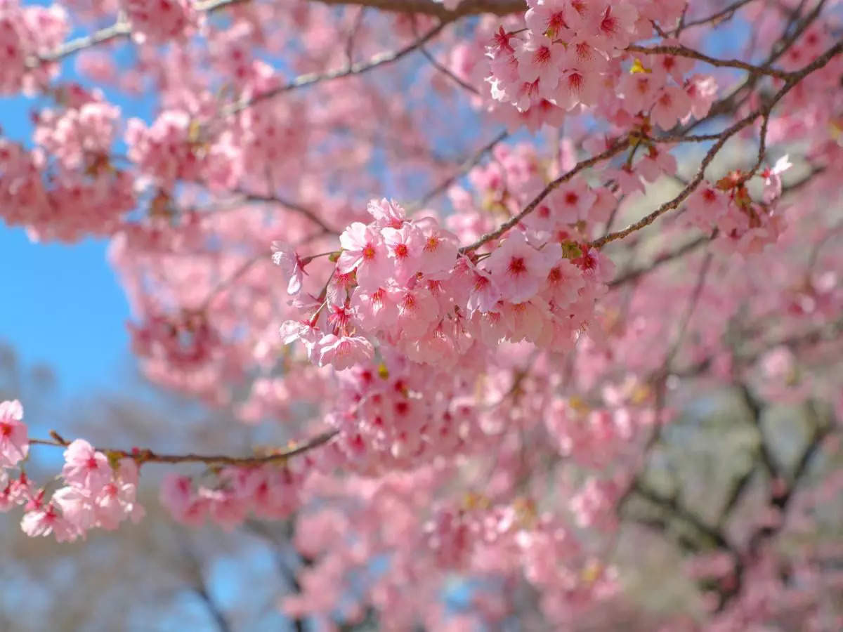 In pictures: Tokyo’s best places to see the cherry blossoms in full bloom