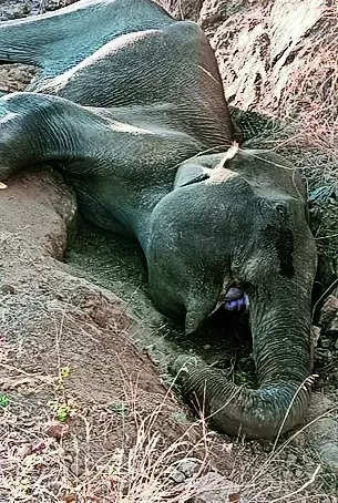 Forest dept cares for injured elephant in STR