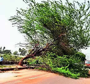 Inaction aids rampant tree felling in Ludh