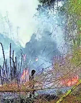 Two hectares in MTR destroyed in forest fire