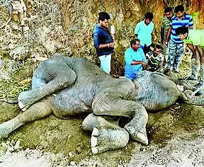Female elephant,40, injured in fall dies