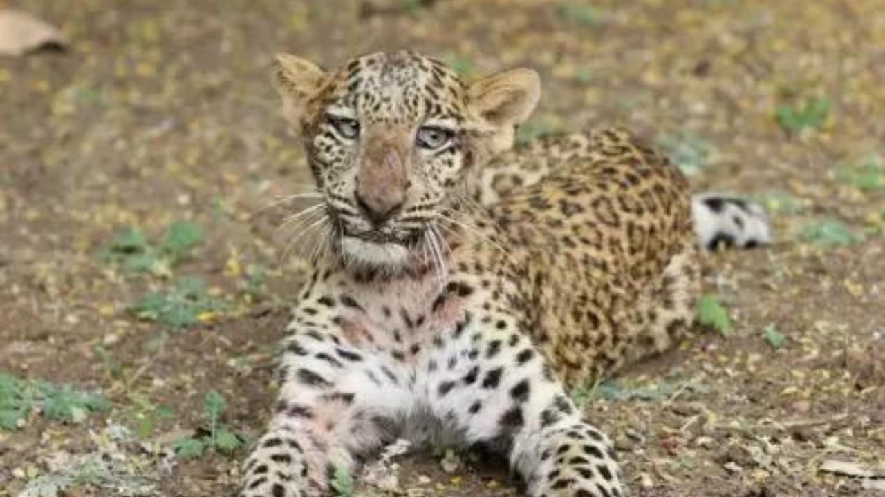 The &lsquo;vote-eating&rsquo; Corbett leopards