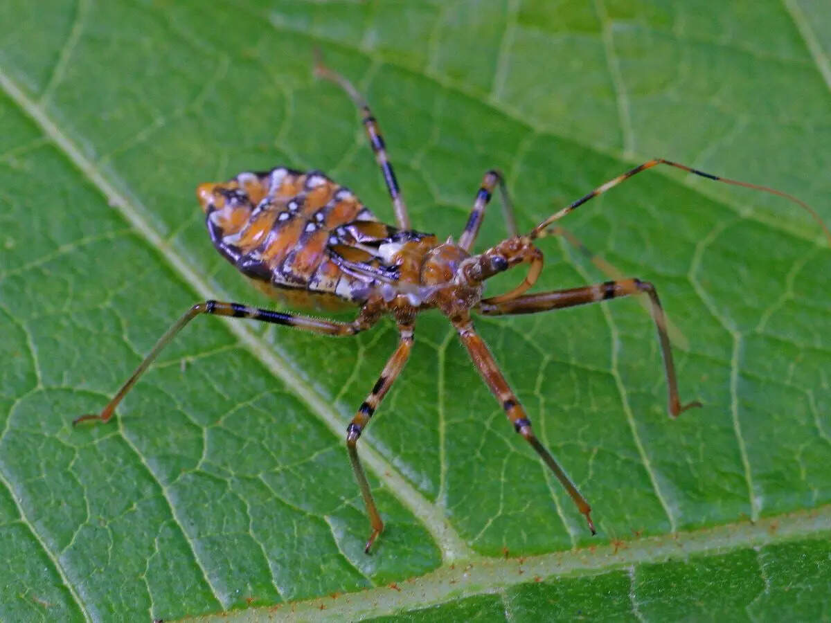 msid 109221214,imgsize 69748