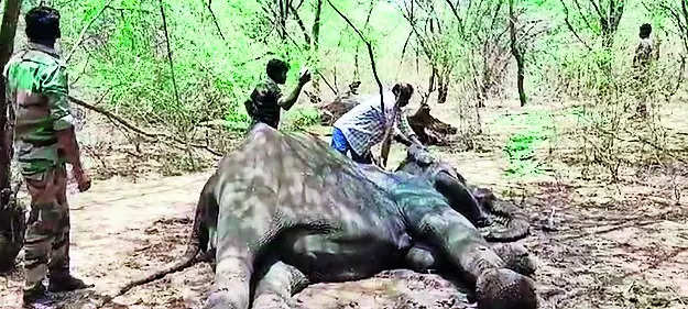 Ailing elephant under treatment in STR