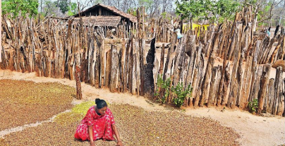 Gutti Koyas ‘The Others’ in Telangana, denied caste certificate & a better life