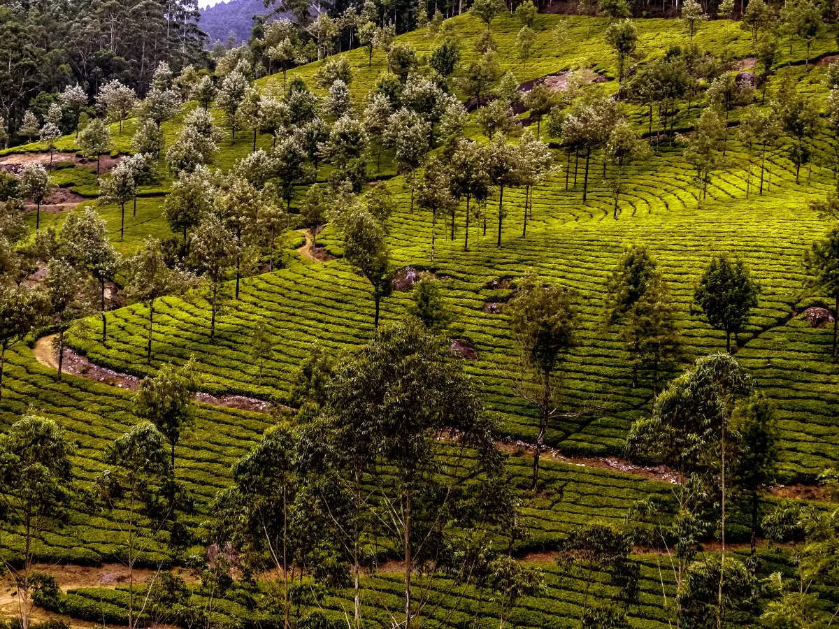 Quick guide to Munnar –  How to reach and places to visit