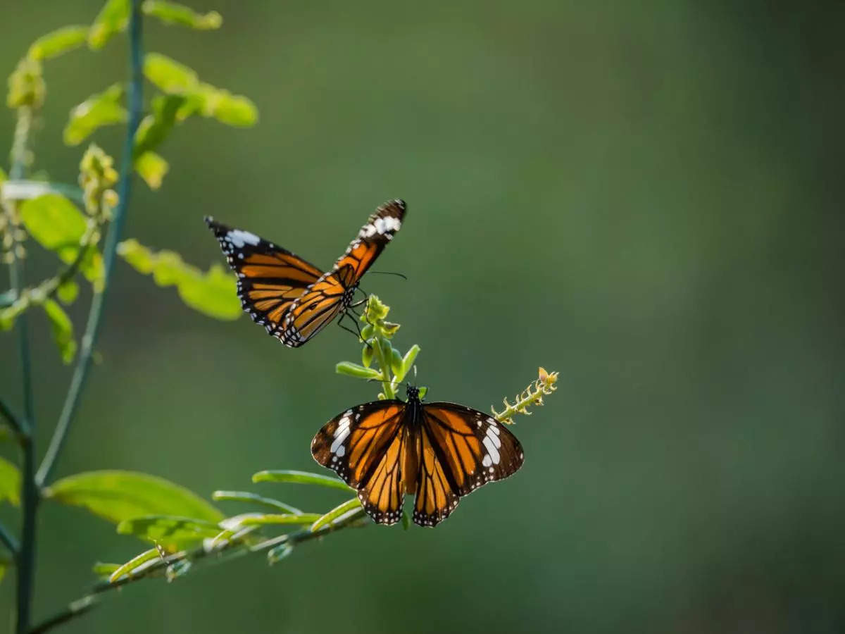 Visit these 6 butterfly parks in India for a journey through nature's beauty