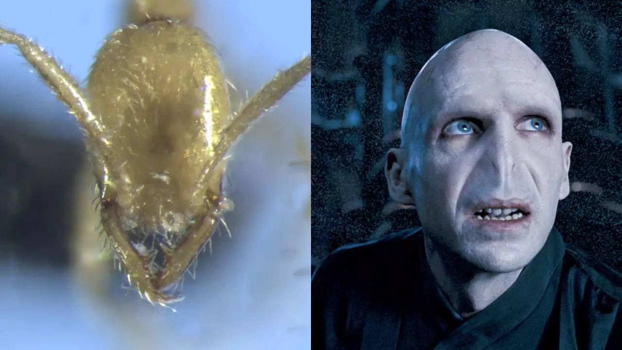 The newly discovered Leptanilla voldemort has been named after the famous Harry Potter villain Lord Voldemort due to the similarities it shares with its namesake. Source: MarkKLWong/X, Warner Bros