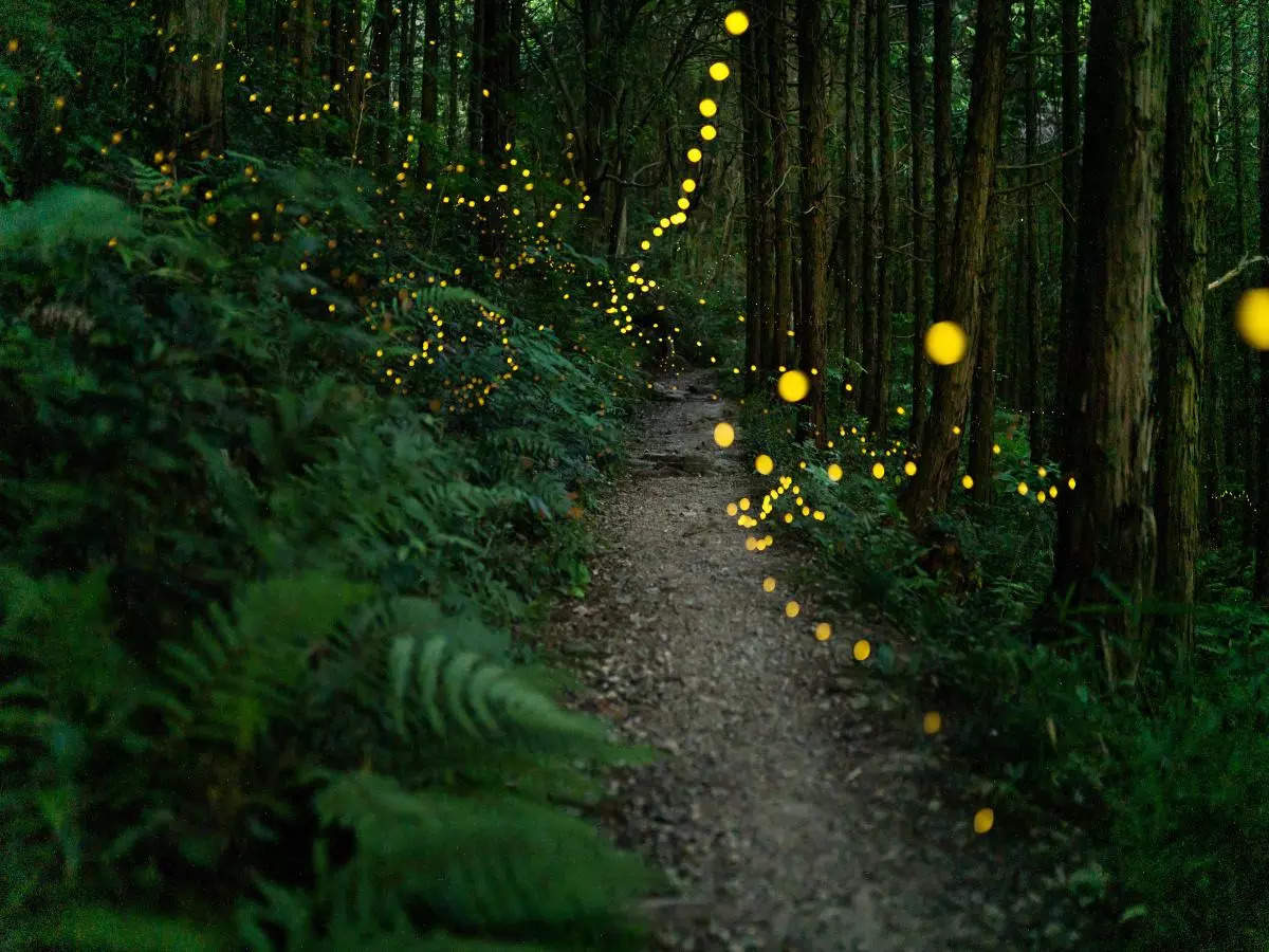 This glowing forest in Indian's Western Ghats proves nature never fails to amaze!