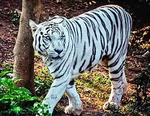 White tigress dies of gastric problems at Nandankanan zoo