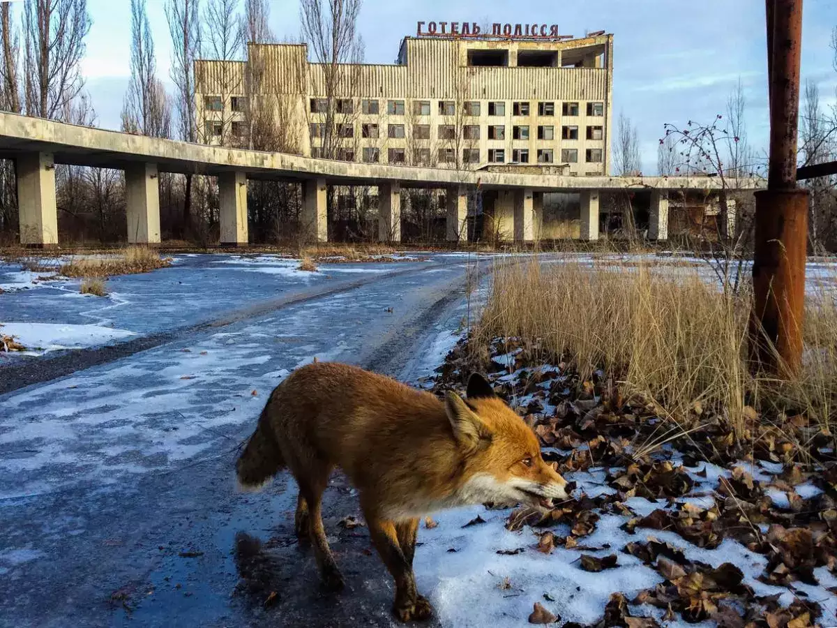 Chernobyl Exclusion Zone: A surprising haven for diverse wildlife