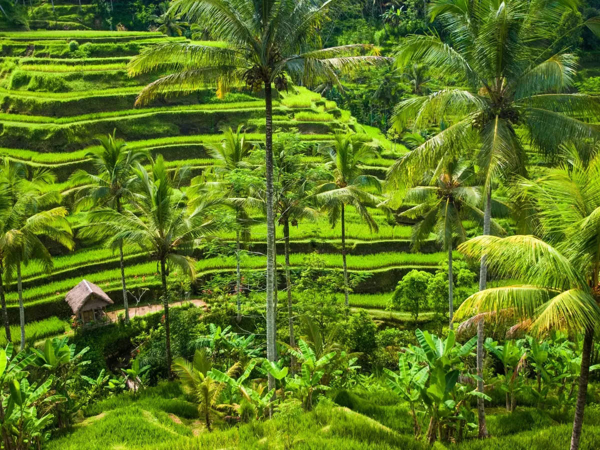 Ubud, the cultural capital of Bali, for unforgettable holiday experiences