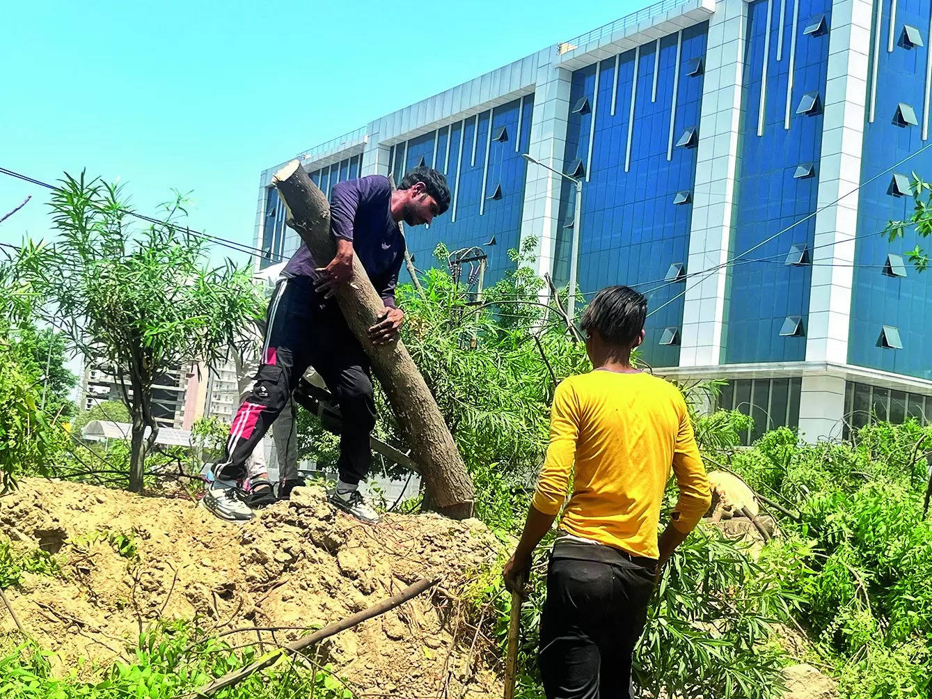 Authority chops trees without nod, foresters file FIR